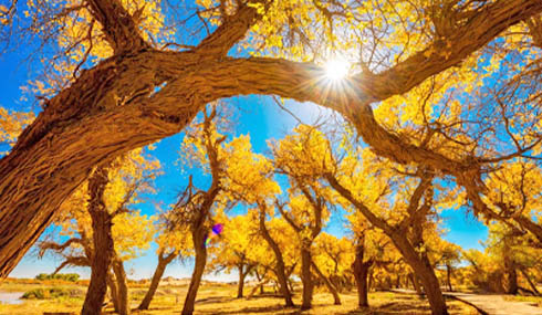 /material-alias/theme/china/img/Fillo專用(490x285)/邊疆(絲路｜新疆｜西藏｜寧夏)/490_285巨匠 胡楊林.jpg